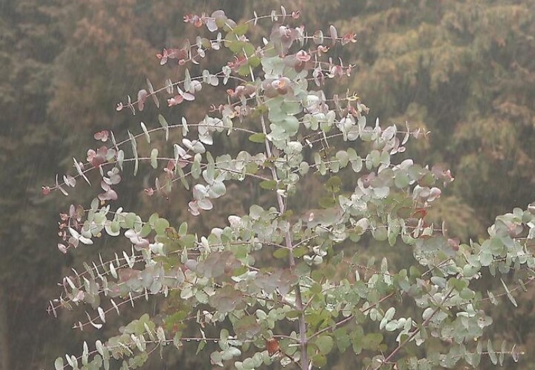 【兵庫】ユーカリ植樹に賛否　佐用町『森林に早く育つユーカリ植えて建材や燃料に』住民『全国で杉やヒノキは失敗』『生態系へ影響は？』