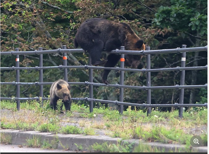 【北海道】ヒグマ捕獲数　すでに1300頭超、過去最多