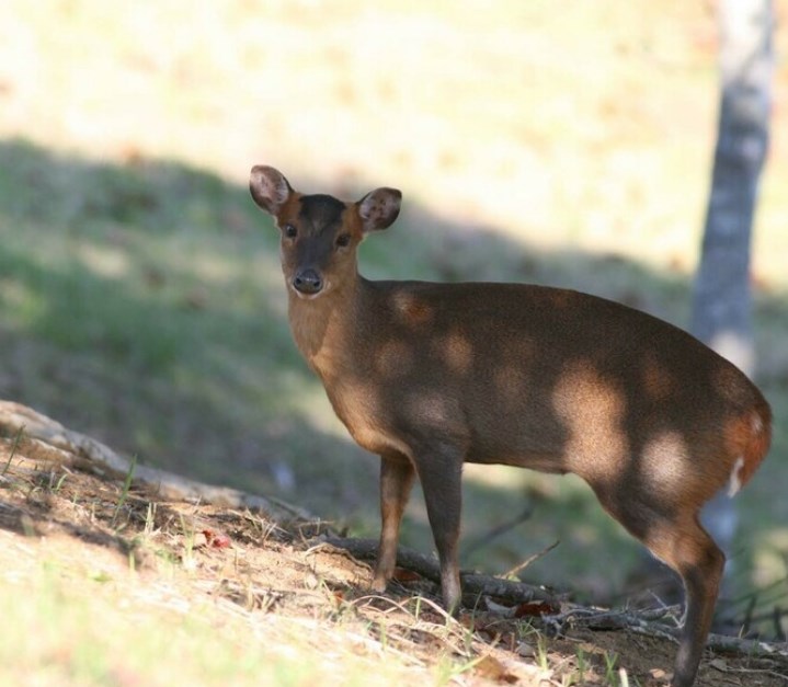 【キョン】千葉・房総半島で「キョン」が大繁殖、北上して茨城県に迫る　「防衛ライン」で阻止できるか