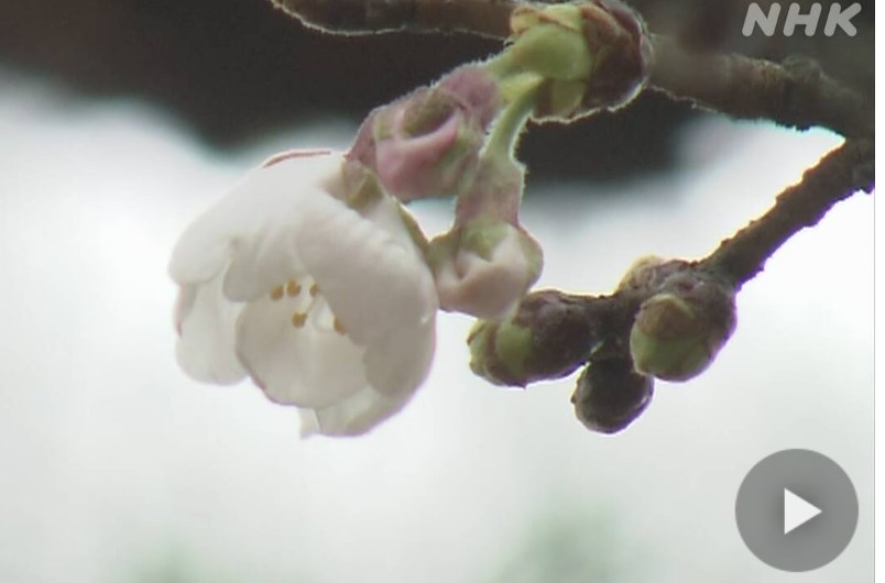 【桜】高知でサクラ開花