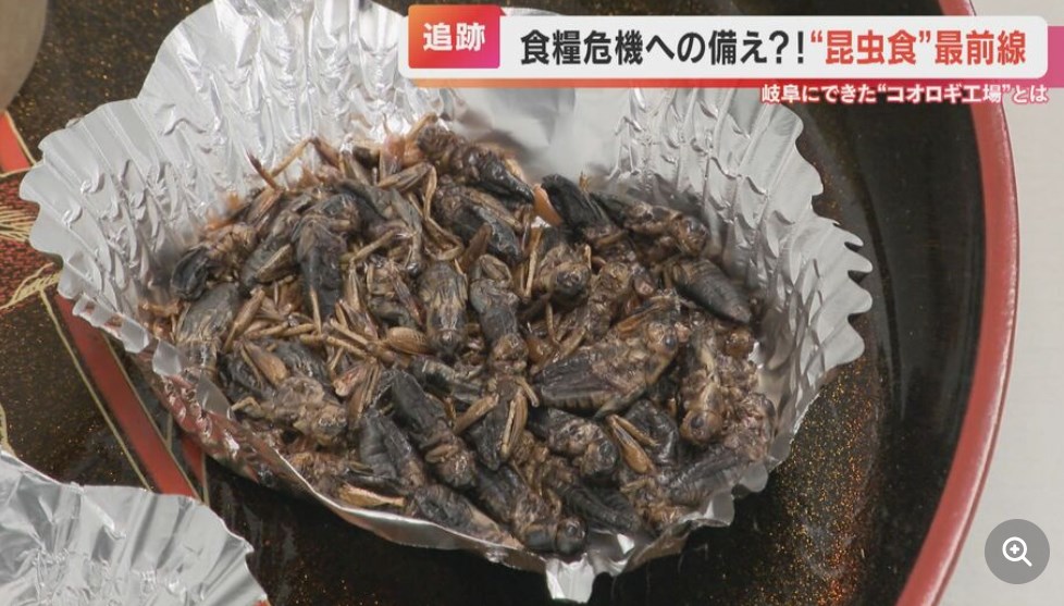 ｢食べてみたら全然大丈夫｣｢エビみたい｣食用コオロギの生産工場に潜入　牛肉や鶏肉の3倍以上のタンパク質