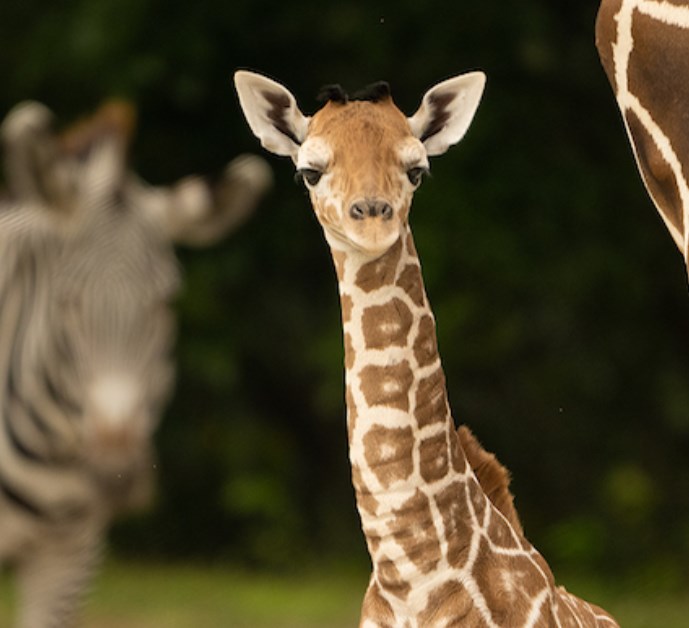 キリンが首を骨折して死亡、フロリダの動物園で