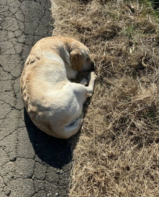 【動物】捨てられていた妊娠中の大型犬を保護　救われた尊い命に安堵と憤りの声「絶対に許せません」