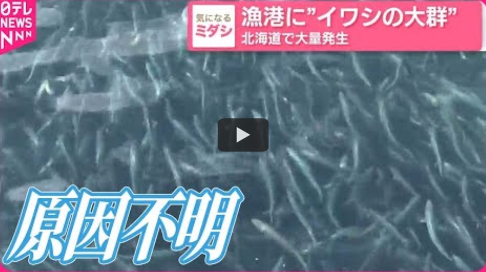【北海道】漁港に“イワシの大群”大量発生　漁港では“釣り放題”…砂浜に“死骸散乱”