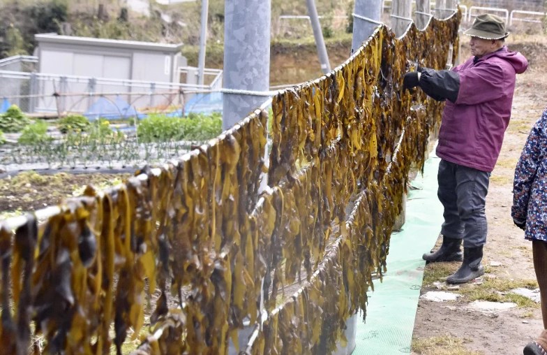 石川・珠洲のワカメ漁、予想外の豊漁…七尾のナマコ漁は再開できず「地震で海が変わってしまった」