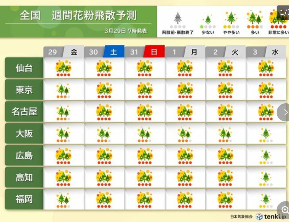 【花粉情報】飛散のピーク続く　31日にかけて黄砂も　本格的な飛散はいつまで?