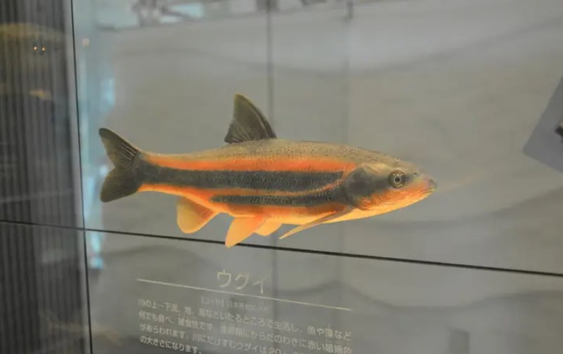 川魚から暫定規制値を超えるメチル水銀　新潟県、詳細公表せず