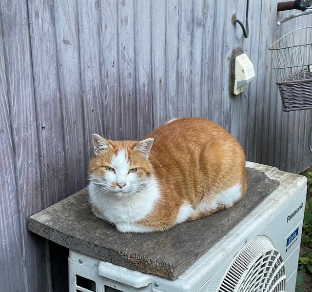 【東京都】地域猫3匹が、立て続けに行方不明→血の付いた猫の足の爪36本が見つかる→虐待の可能性を警察が捜査