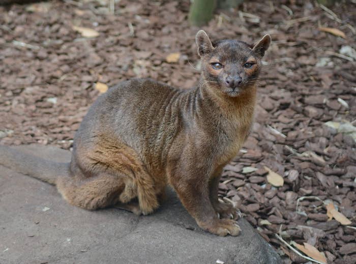 【動物】日本で唯一の「フォッサ」が死ぬ。上野動物園で飼育されていたマダガスカル最大の肉食獣との別れを惜しむ声