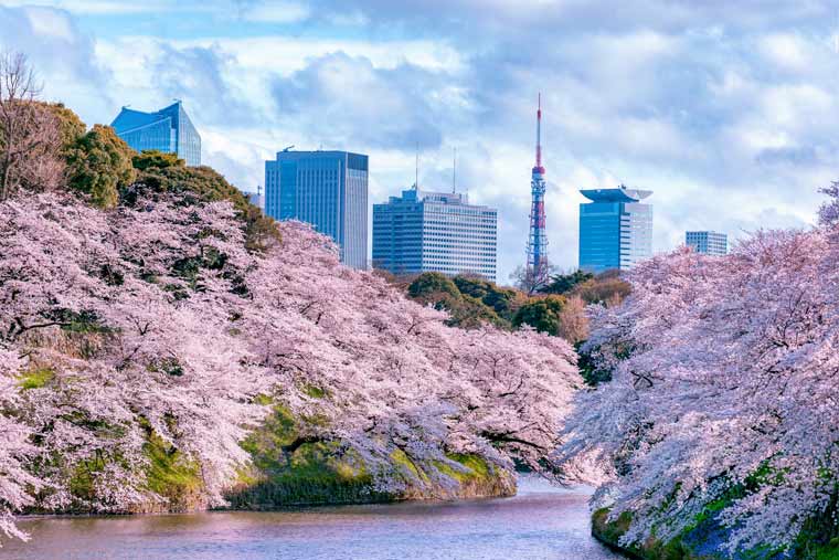 【桜】東京でサクラ開花 気象庁 平年より5日遅く