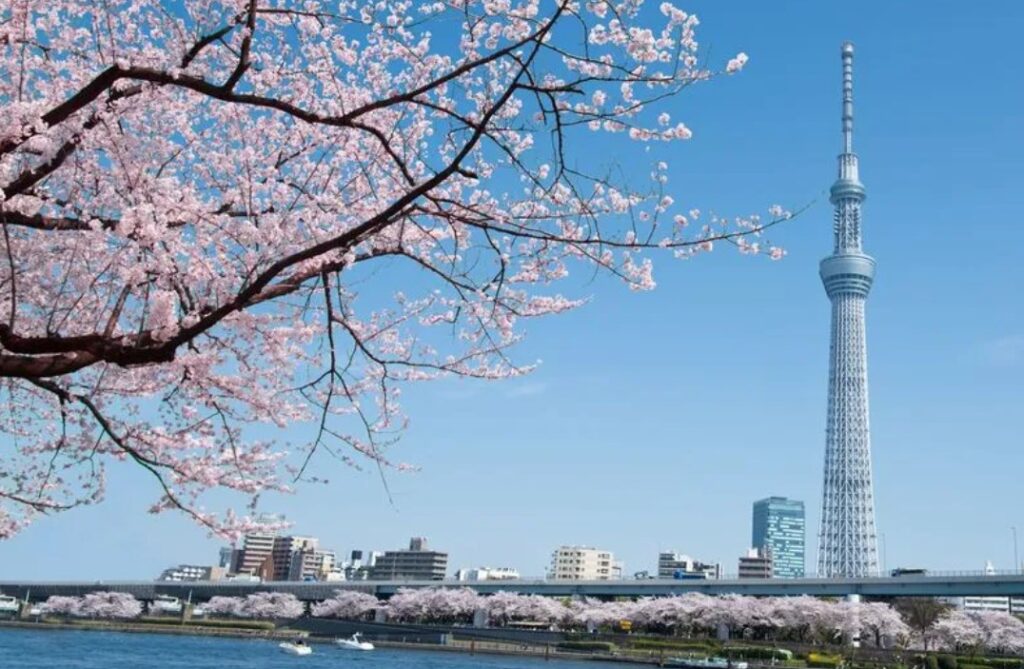 【桜】東京の桜　いまだつぼみのまま　“枝見”に　それでも花見客が…早朝から場所取りも