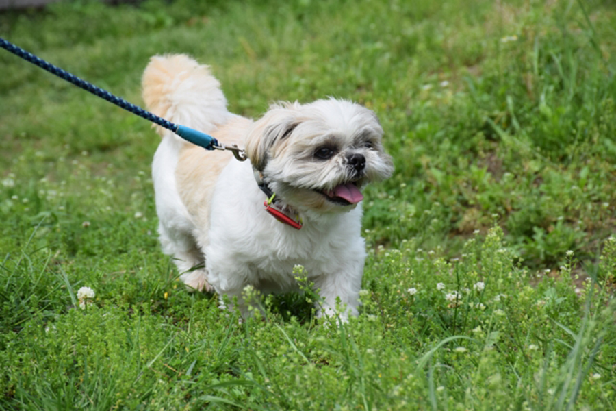 【神戸】全裸で犬の散歩