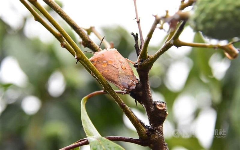 【台湾】 ライチの害虫「食べて駆除」 農業部の関連機関がアピール