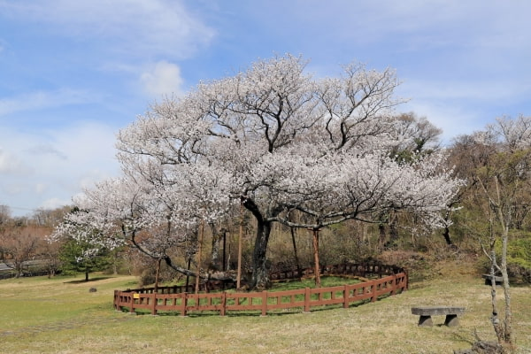 【中央日報】 ソウル汝矣島、日本の桜をなくす…韓国品種に植え替えへ