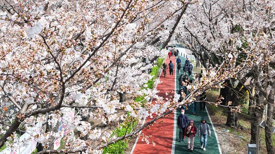 【韓国】人生で桜の咲く日に一日ぐらいは…日給16万ウォンの話題の求人広告「桜花見デートの女性バイト募集」→ｗ