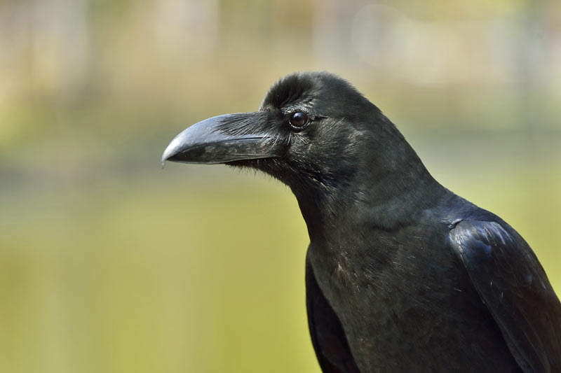 【画像】カラスの繁殖期は4-8月　身近なカラス2種類の違い、人間への攻撃を防ぐには？