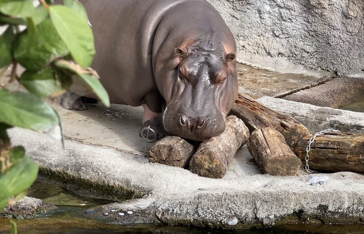 【大阪】天王寺動物園のカバ「ゲンちゃん」実はメスだった…名前は変更しない方針