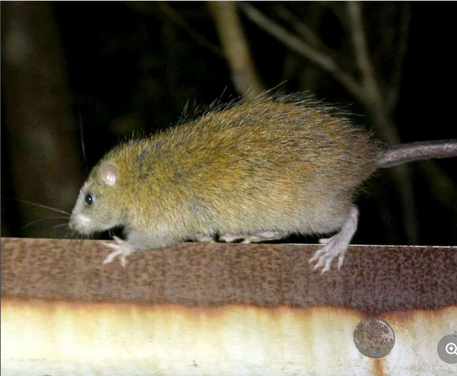 【奄美大島・徳之島】世界遺産の島の天然記念物ケナガネズミ、車にひかれて死ぬケースが急増　死骸の回収数は過去最多