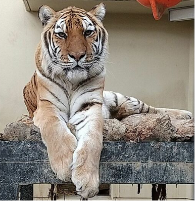 【京都市動物園】国内最高齢のアムールトラ「アオイ」が死ぬ 子育て上手の母「長生きしてくれてとても寂しい」