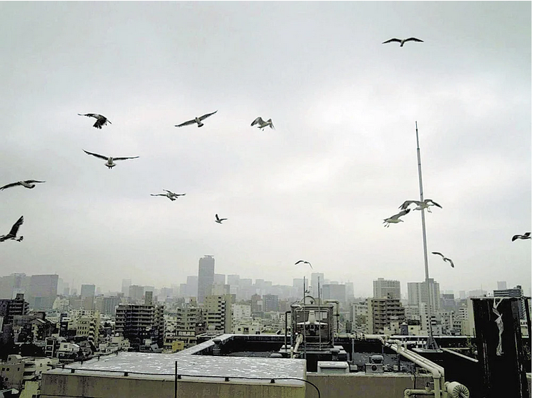 【ミャーミャー】東京湾・隅田川沿いでウミネコ被害に悩む住民、鳴き声やフンで「精神的にまいってしまった人も」