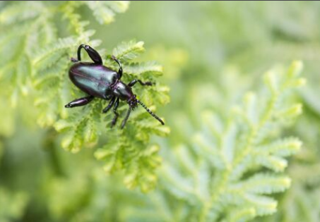 【昆虫食】昆虫は食べて駆除する時代へ…見た目の抵抗感がない「フェモラータオオモモブトハムシ」の注目度が上昇中