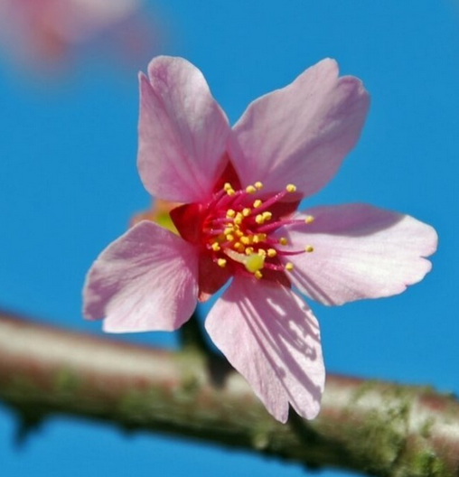 米ワシントンに咲く色鮮やかな桜 台湾にルーツ　→？！！！