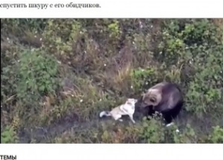 【海外】行方不明のハスキー犬、クマの親子と森の中で暮らしていた ロシア