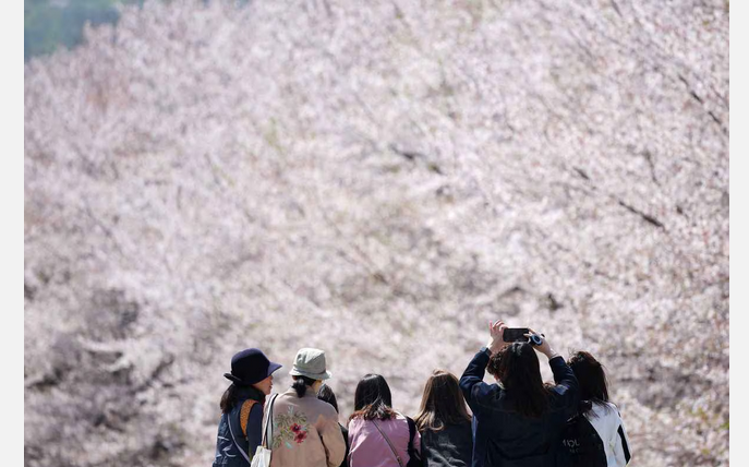 ソウル桜名所の由来は日本から贈られた苗