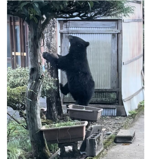 【環境省】クマを「指定管理鳥獣」に指定　人身被害最多で捕獲を国が支援