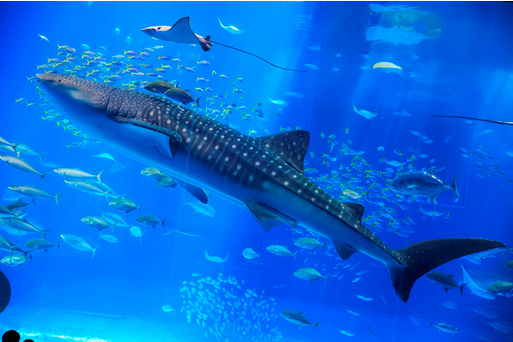 【画像】美ら海水族館、いくらなんでも那覇から遠すぎる