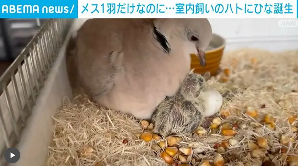 【話題】メス1羽だけなのに… 室内飼いのハトにひな誕生　奇跡のような話がSNSで話題