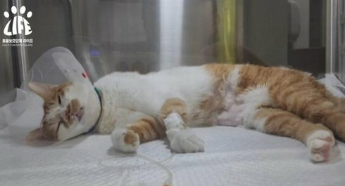 【国際】韓国で相次ぐ「猫の急死」…動物団体「特定の飼料が原因の可能性」