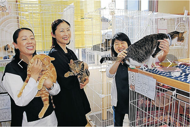 【朗報】松〇さんの元カノ「被災した猫ちゃんを助けたい