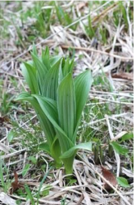 【社会】 『ウルイと思いチャーハンにして食べたら…有毒植物だった』いわき市の男女2人入院