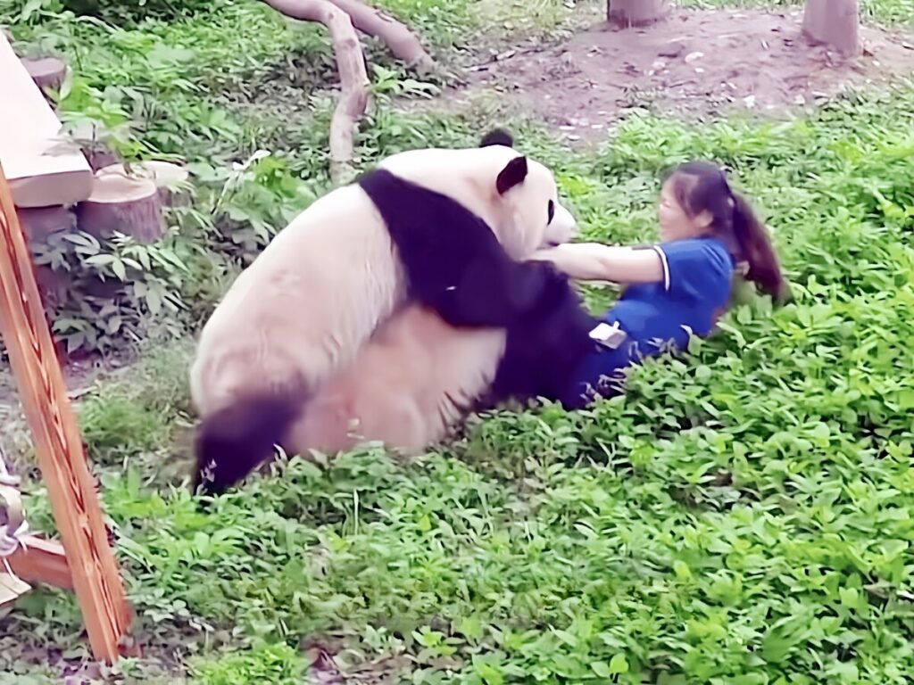 【海外】パンダ2頭が女性飼育員に襲い掛かる、来園客から悲鳴　中国