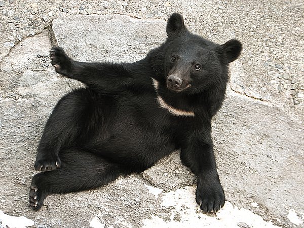 【速報】北海道名寄市で男性がクマを蹴って負傷　男性は空手の経験者