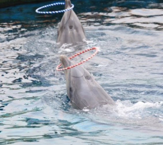 「病気でもショーをしないと」　韓国水族館の若いイルカ「ノバ」、結局４日後に死亡