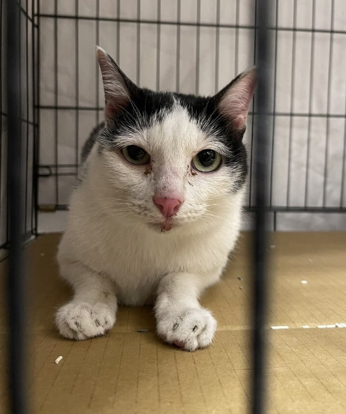 【台湾東部地震】 行方不明となっていた最後の飼いネコ、無事発見 地震発生後15日