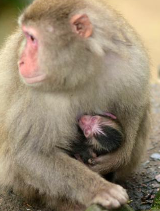 【高崎山】赤ちゃんザル「デコピン」命名、大谷選手愛犬にちなみ