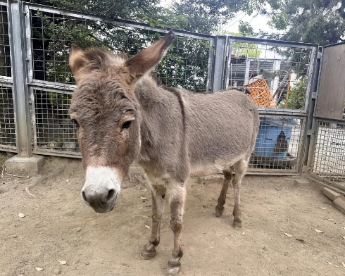 【速報】ロバのモモちゃん、巣作りのカラスに毛をむしられる