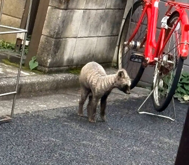 【東京・豊島区】都心に“謎の黒い動物”現れる　「触らないで」病気のタヌキ？感染リスクも