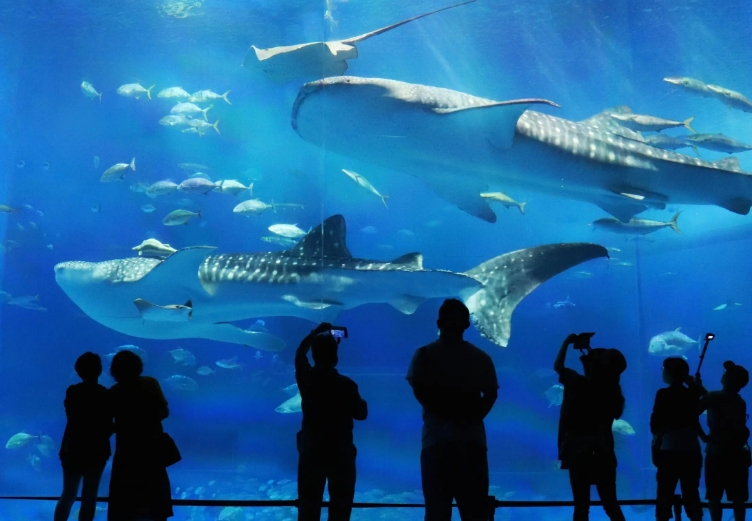 沖縄美（ちゅ）ら海水族館では、津波警報の発令でスマホが一斉に鳴り響き、韓国人旅行者の集団が悲鳴