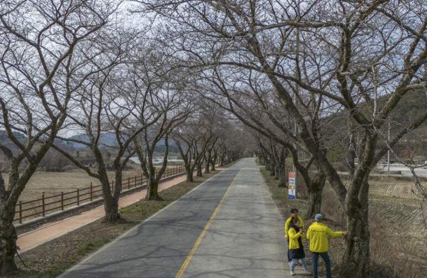 「朝鮮人に『文化的洗練さ』を教え込むため、この半島にソメイヨシノが植えられた」