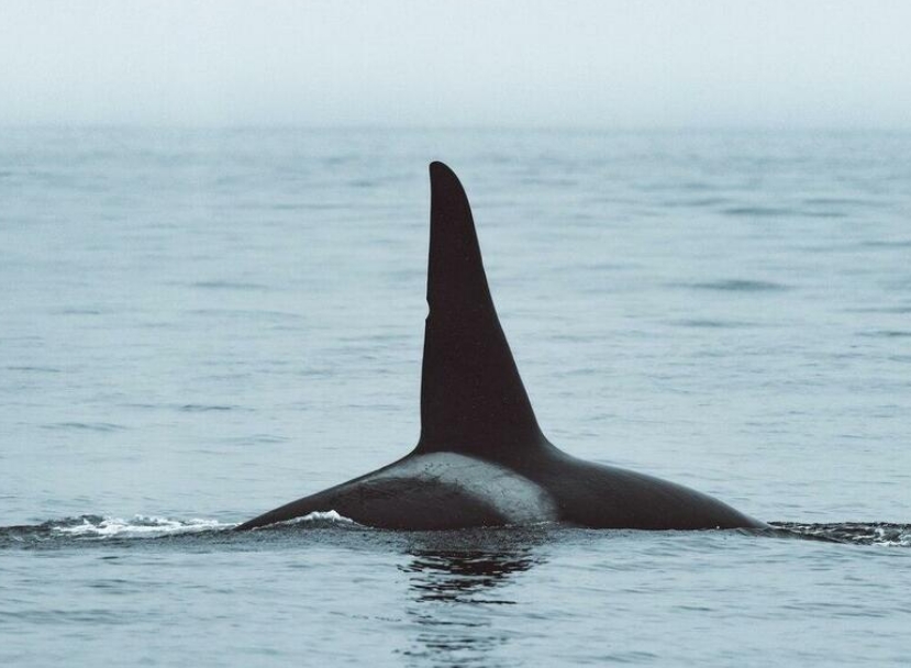 【シャチ】新たな集団を発見か、研究者も驚く未知のタイプ、外洋でクジラなどを狩る謎多き49頭