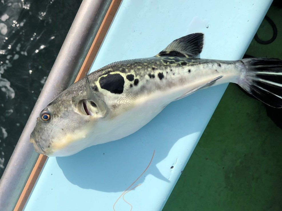 【🐡】天然トラフグ　東京湾で漁獲量急増のナゼ「どんどんとれてほしい」海水温上昇で産卵場に？