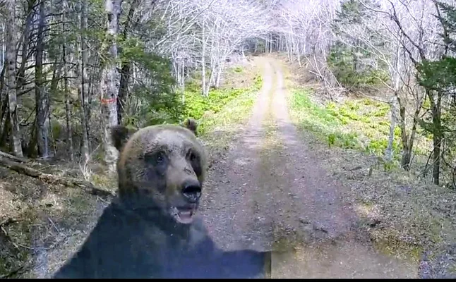 走行中の軽トラックにヒグマが体当たり、ワイパー破損・フロントガラスに亀裂…けが人なし(根室)