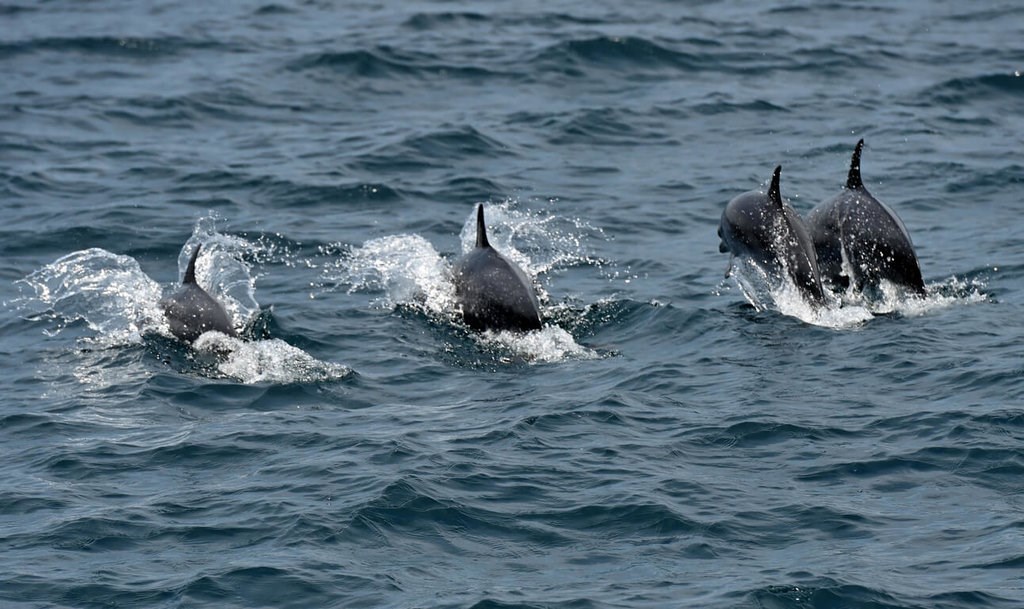 15メートルのヨット、白黒イルカの集団に襲われ沈没