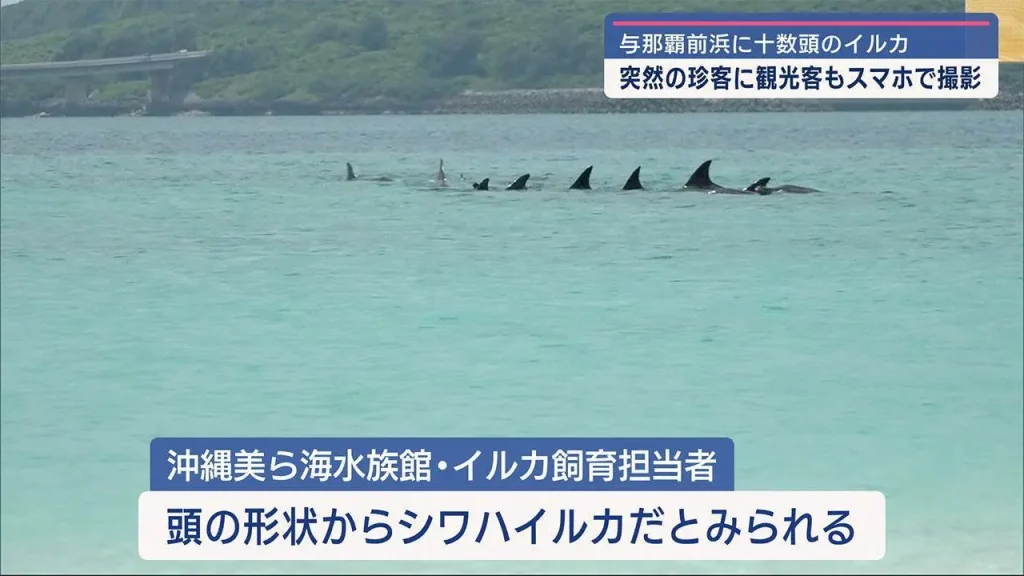 【沖縄】与那覇前浜にイルカの群れ