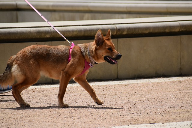 【韓国】家の前に毎週大便　防犯カメラを見ると…子犬を前に立たせて大便、お尻を噴いて紙を捨てる女性の姿