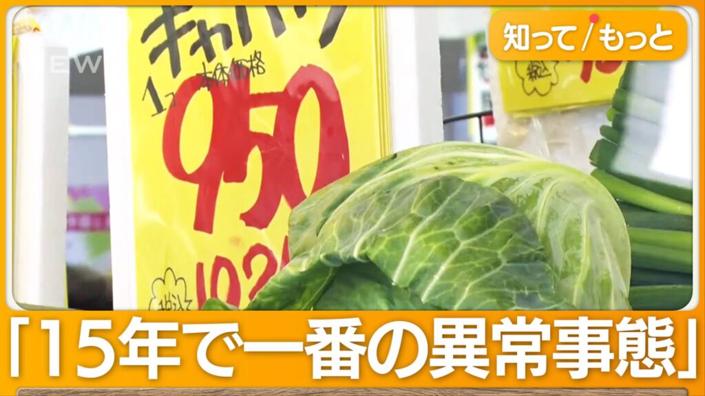 再）キャベツ“1個1000円”高すぎて買えない！卸売価格3倍。業者「15年で一番の異常事態」「餃子が作れない」